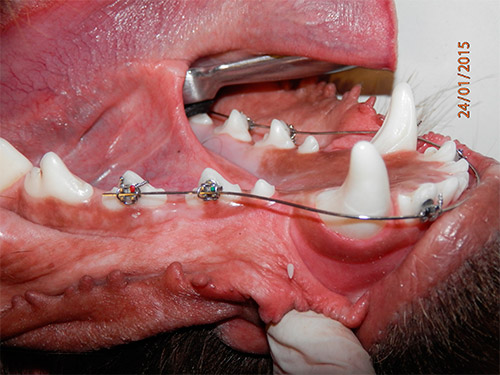 проблемные зубы