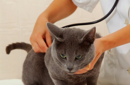 болезни сердца