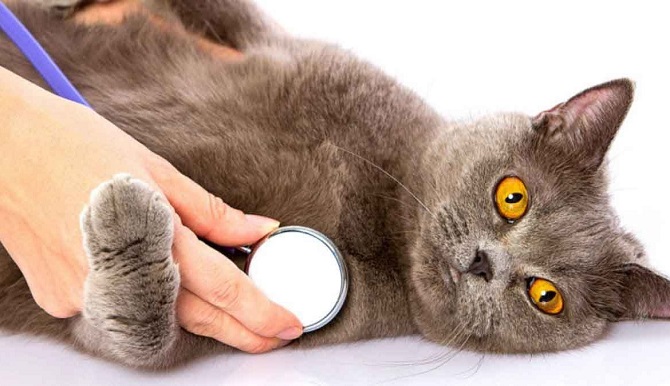 Больное сердце у кошки