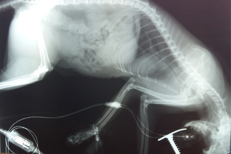 Рентгенография