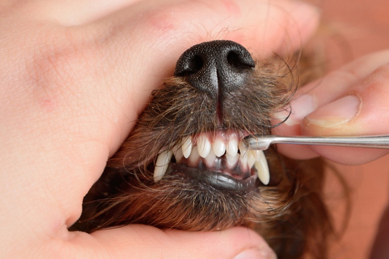 Стоматология